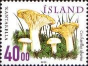 Chanterelle (Cantharellus cibarius)