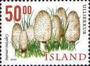 Shaggy ink cap (Coprinus comatus)