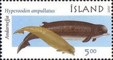 Northern Bottlenose Whale (Hyperoodon ampullatus)