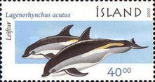 Atlantic Whte-sided Dolphin (Lagenorhynchus acutus)