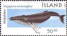 Humpback Whale (Megaptera novaeangliae)