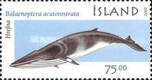 Common Minke Whale (Balaenoptera acutorostrata)