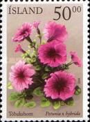 Petunia x hybrida