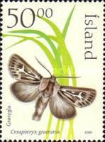Antler Moth (Cerapteryx graminis)