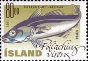 Saithe (Pollachius virens)
