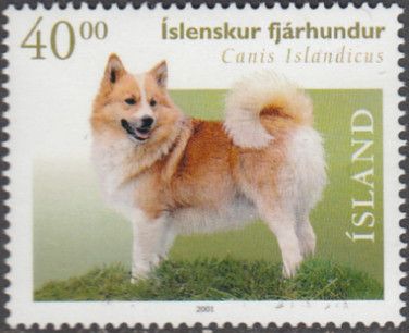 Iceland Dog (Canis lupus familiaris)