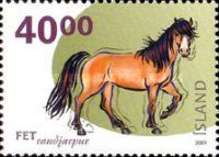 Iceland Horse (Equus ferus caballus)