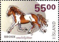 Iceland Horse (Equus ferus caballus)