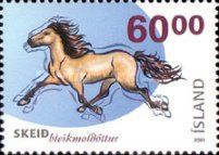 Iceland Horse (Equus ferus caballus)