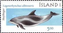White-beaked Dolphin (Lagenorhynchus albirostris)