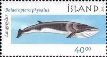 Fin Whale (Balaenoptera physalus)