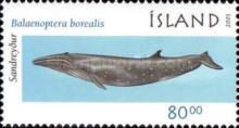 Sei Whale (Balaenoptera borealis)