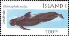 Long-finned Pilot Whale (Globicephala melas)