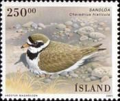 Common Ringed Plover (Charadrius hiaticula)