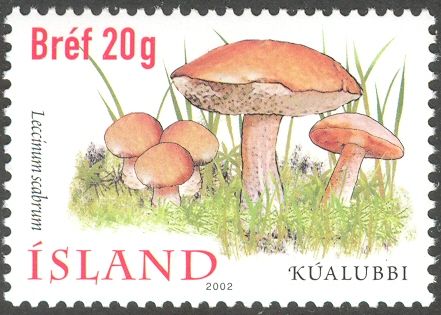 Kualubbi (Leccinum scabrum)