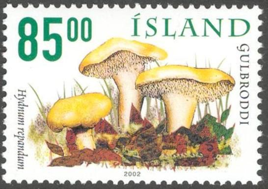 Gulbroddi (Hydnum repandum)