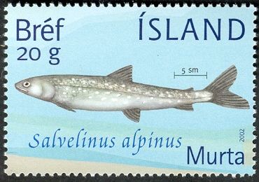 Arctic Char (Salvelinus alpinus)