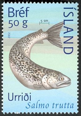 Brown Trout (Salmo trutta)