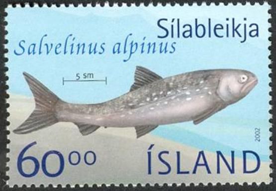 Arctic Char (Salvelinus alpinus)