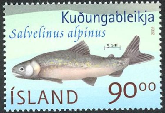 Arctic Char (Salvelinus alpinus)