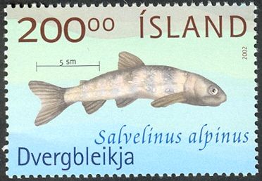 Arctic Char (Salvelinus alpinus)