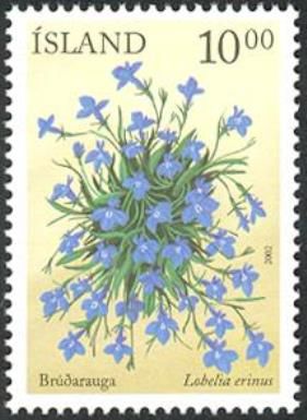 Flowers- Lobelia erinus