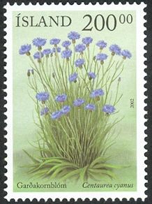 Centaurea cyanus