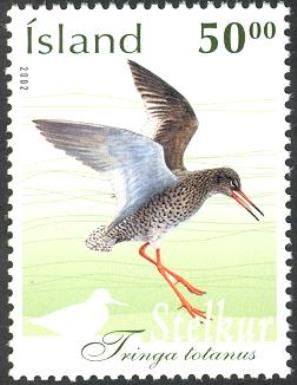 Common Redshank (Tringa totanus)