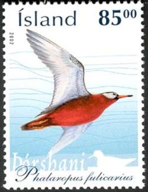 Red Phalarope (Phalaropus fulicarius)