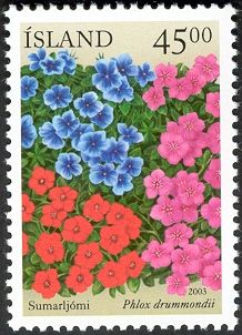 Annual phlox (Phlox drummondii)
