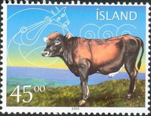 Icelandic Cattle (Bos primigenius taurus)