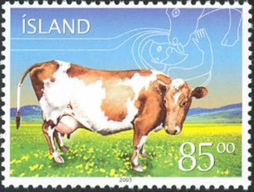 Icelandic Cattle (Bos primigenius taurus)