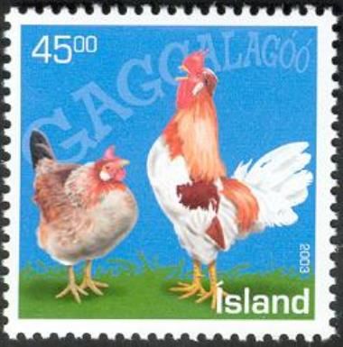 Icelandic Chicken (Gallus gallus domesticus)