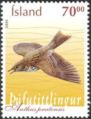 Meadow Pipit (Anthus pratensis)