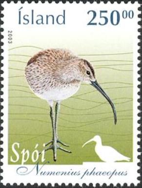 Whimbrel (Numenius phaeopus)