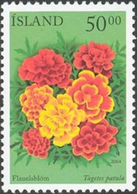 Summer Flowers V - Marigold