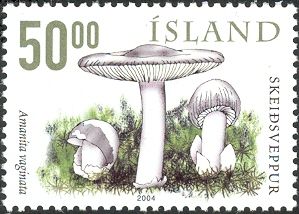 Mushrooms - Amanita vaginata