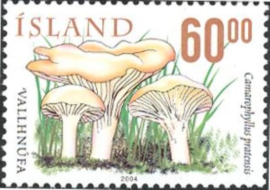 Mushrooms - Camarophyllus pratensis