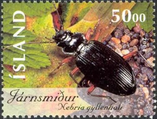 Ground Beetle (Nebria gyllenhali)