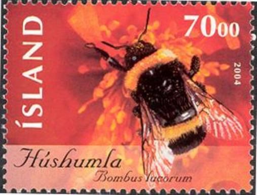 Buff-tailed Bumblebee (Bombus lucorum)