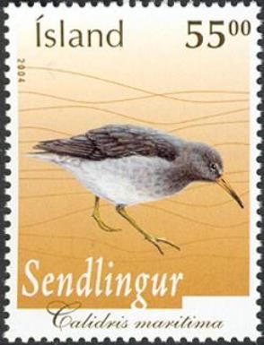 Purple Sandpiper (Calidris maritima)