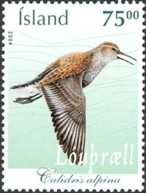 Dunlin (Calidris alpina)