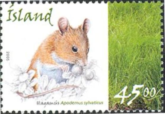 Long-tailed Field Mouse (Apodemus sylvaticus)