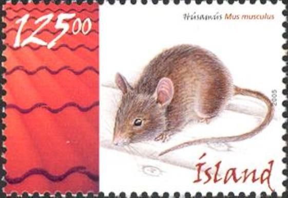 House Mouse (Mus musculus)