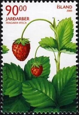 Wild Berries I - Fragaria vesca (Woodland strawberry)
