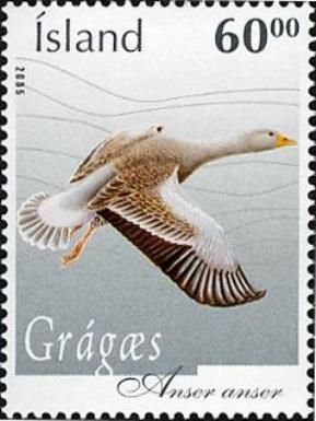 Greylag Goose (Anser anser)