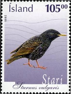 Starling (Sturnus vulgaris)