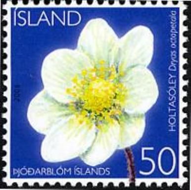 Dryas octopetala