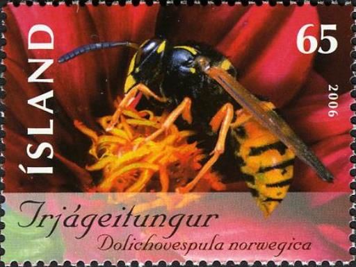 Norvegian Wasp (Dolichovespula norwegica)