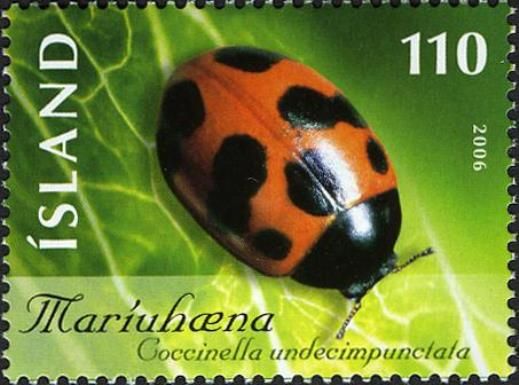 Eleven-spot Ladybird (Coccinella undecimpunctata)